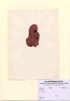 藏品(Grateloupia sp.)的圖片